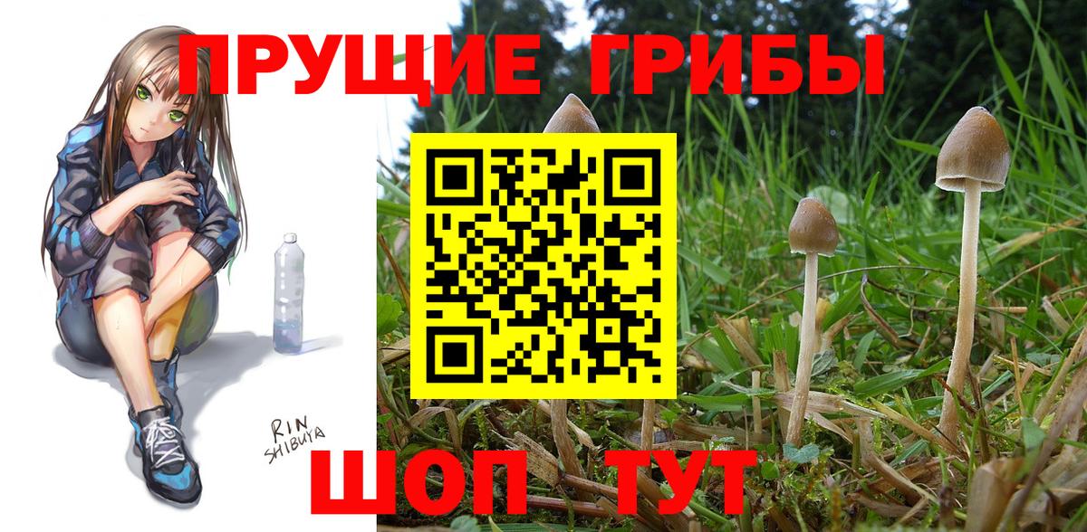 Псилоцибиновые грибы GOLDEN TEACHER Старая Купавна